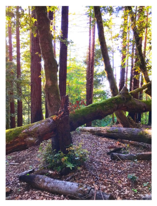Redwoods Mendocino